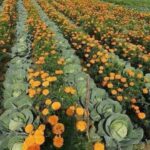 30 Companion Planting Pairs for a Productive Garden