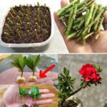 Strawberry Vanilla, Hydrangea. How to Grow a Hydrangea Tree