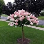 20 Plants You Can Grow From Cuttings – And How to Do It