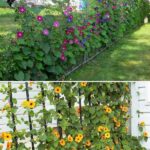 Yarrow Plant: Exploring the Timeless Elegance and Healing Marvels