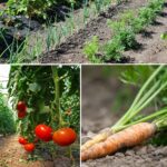 10 Best Plants To Grow For Backyard Privacy