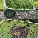 How To Prune Roses In 6 Simple Steps