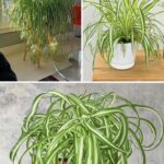 Green Thumbs and Greener Choices: 20 Recyclable Items to Enrich Your Garden