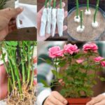 10 Reasons To Grow Marigolds In The Vegetable Garden