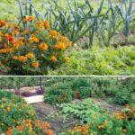 Harnessing the Power of Nettle: Fertilizer and Insecticide for Your Garden