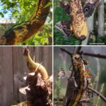 How To Force a Snake Plant to Produce Pups for Unlimited Sansevierias