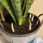 Epazote: The Overlooked Herb with Potent Health Benefits