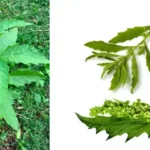 How To Force a Snake Plant to Produce Pups for Unlimited Sansevierias