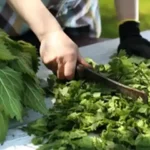 Transform Your Home with Salted Lemon Peels: A Cost-Effective and Versatile Household Hack