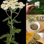 Baking Soda Is A Gardener’s Best Friend – Here Are 14 Nifty Uses In The Garden