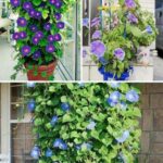 Yarrow Plant: Exploring the Timeless Elegance and Healing Marvels