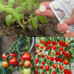 How To Prune Roses In 6 Simple Steps