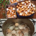 How To Prune Roses In 6 Simple Steps