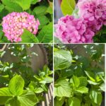 How to Successfully Grow and Harvest Lavender Plant