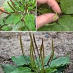 7 Reasons Why You Shouldn’t Kill Purslane in Your Garden