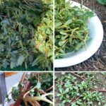 Broadleaf Plantain: Nature’s Healing Herb Uncovered