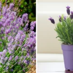 Broadleaf Plantain: Nature’s Healing Herb Uncovered