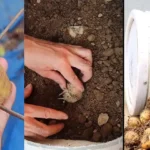 Revolutionize Plant Watering with This Simple Yet Ingenious Trick