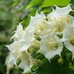 How to Make Coconut Oil at Home: A Detailed Guide