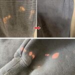 If you find a tick inside your home, here’s what you need to know