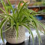 You are looking at one of the most miraculous plants in the world, which is the plant that you see in the picture.