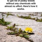 WOULD YOU EAT THESE SAVORY STEAK BITES AND SHRIMP 🥩🍤✨