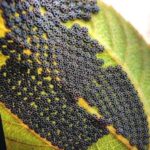 Weird and wonderful things that leave the internet confused