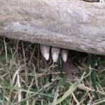 If you spot this insect, officials say to kill it. Here’s why