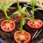 The Wonders of Salt in Your Fridge: A Simple Trick with Big Results