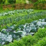 Homemade Limoncello: The Recipe to Make It Really Tasty