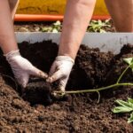 The Bowl Method: The Best Way to Descale Your Oven Naturally