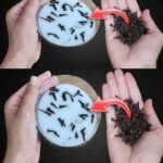 What is this? I found it on my wall this morning