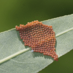 Should You Rinse Ground Beef Before Cooking? The Surprising Truth According to Food Safety Experts