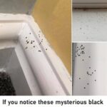 Maggots in the Trash Bin? Here’s How to Prevent Them (For Good)