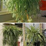 Don’t Touch These If You See Them on Your Plants