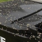 What’s Hiding in Backyards?