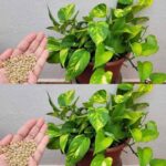 Euphorbia Hirta: 30 Benefits and How to Use It Safely