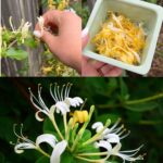 Stop Buying the Wrong Oranges: The Secret of the Orange Navel That Affects Sweetness and Juice Content