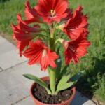 7 Essential Spider Plant Care Tips: For Everlasting Blooming and Breathtaking Beauty