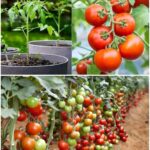 Don’t Let Good Veggies Go to Waste! Your Guide to June’s Harvest