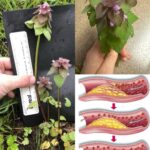 The Power of Wild Lettuce Sap: How to Collect, Use, and Benefit from It