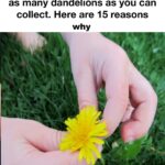 What’s The Secret Behind These Walking, Talking Attractions?