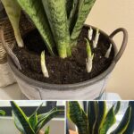 The Secret to Growing Amaryllis and Enjoying Flowers All Year Round