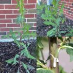 Finding this plant is more valuable than finding money