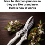 Baking soda makes flowers bloom and fuller