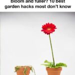 She knew what she was doing