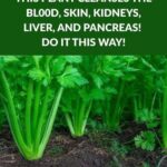 Rosemary: The “Natural Morphine” Touted for Pain Relief