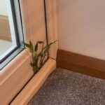 If You Spot a Painted Purple Fence, This Is What It Means