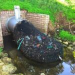 The Tea of Youth: Regenerates and Nourishes Your Cells From Head to Toe