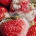  How to Store Tomatoes to Keep Them Fresh as Long as Possible